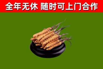 万宁回收散虫草